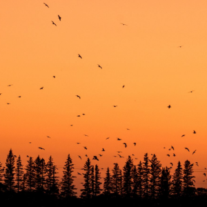 FortWhyte Alive - Sunset Goose Flight