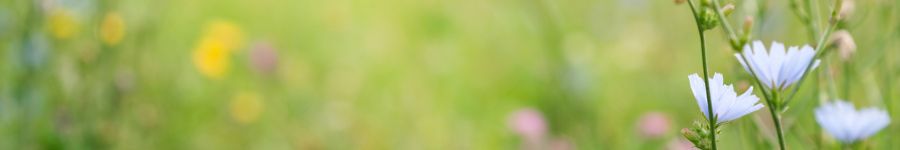 Spring scene - green grass and flowers